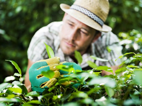 Final stage of a tree surgeons complaints resolution process