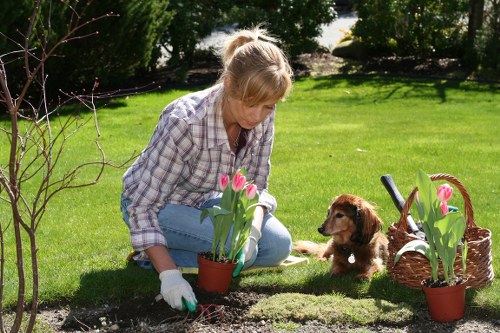 Professional pruning to reduce the canopy size of a large residential tree